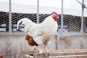 養鶏の仕事とは？作業内容や1日の流れ、向いている人をご紹介