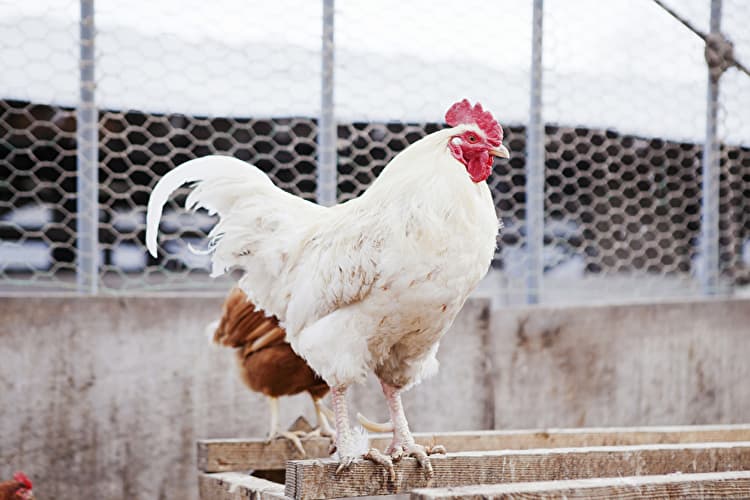 養鶏の仕事とは？作業内容や1日の流れ、向いている人をご紹介