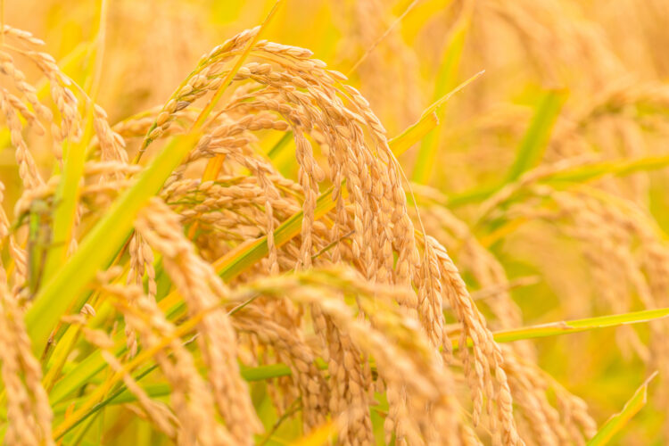 稲作って何？仕事の手順や作業スケジュール、向いている人をご紹介