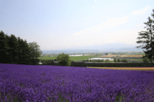 富良野リゾートバイト求人まとめ|住み込み×高時給で人気の富良野バイト