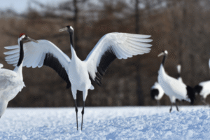 釧路リゾートバイト求人|住み込み・短期・未経験歓迎の最新情報まとめ