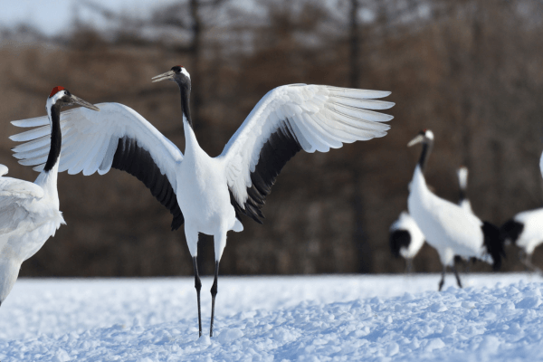 釧路リゾートバイト求人｜住み込み・短期・未経験歓迎の最新情報まとめ