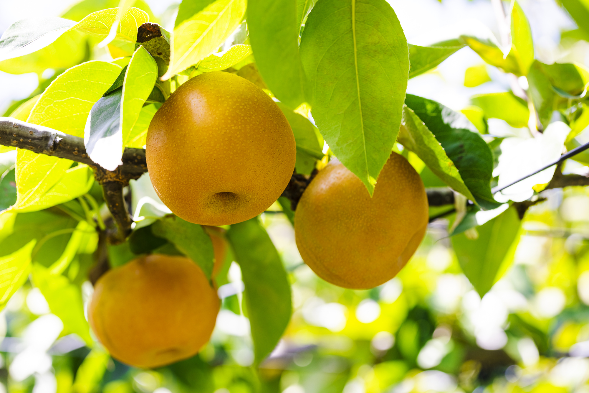 週末は鳥取で梨の直売所巡りしない？