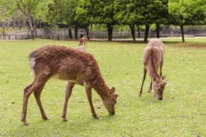 リゾートバイト奈良完全ガイド｜求人・仕事内容・おすすめエリア