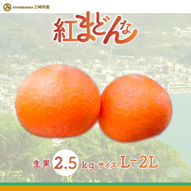 紅まどんな 贈答用 Mサイズ/L~2Lサイズ(楽天ふるさと納税 愛媛県伊方町)