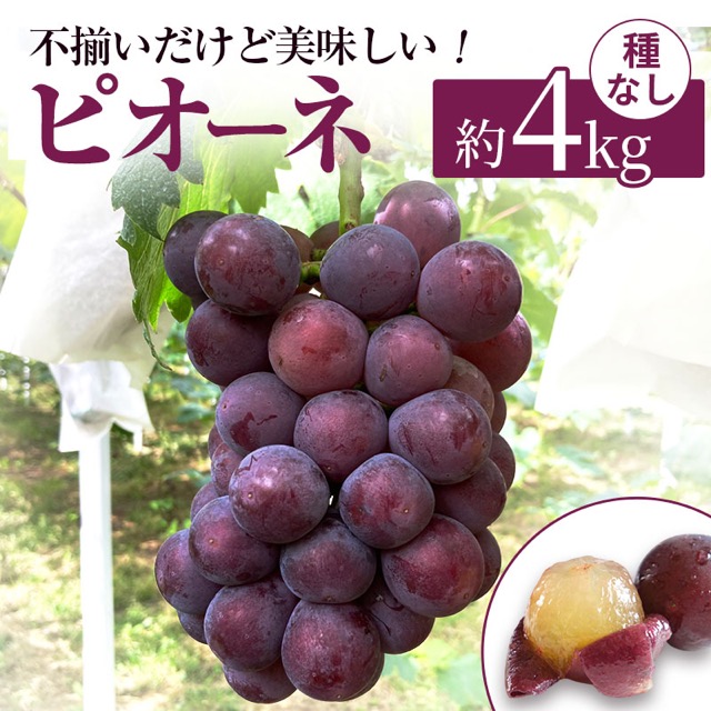 訳あり 辻葡萄園 ニューピオーネ（楽天ふるさと納税 岡山県高梁市）