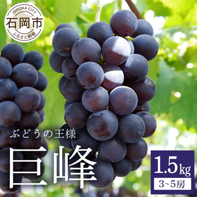 鈴木ぶどう園 種あり巨峰 1.5kg(楽天ふるさと納税 茨城県石岡市)