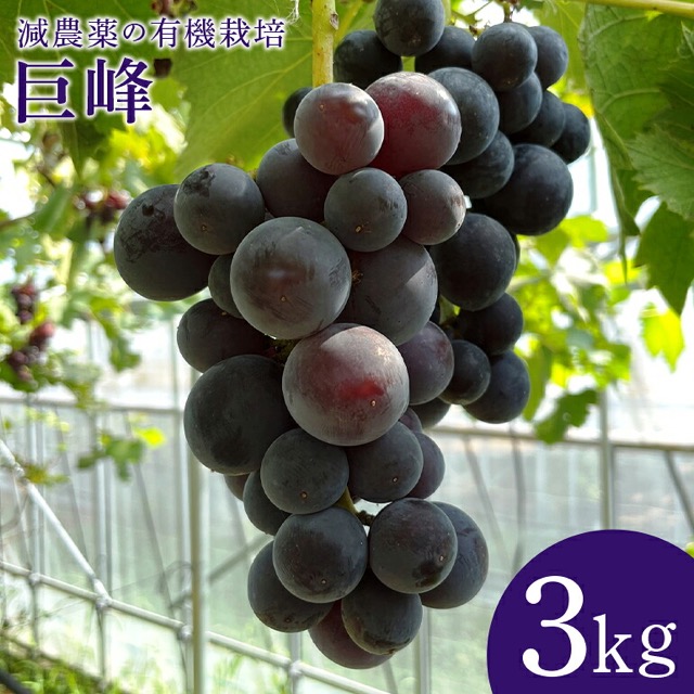 2026年産 先行予約 巨峰 3kg(楽天ふるさと納税 茨城県小美玉市)