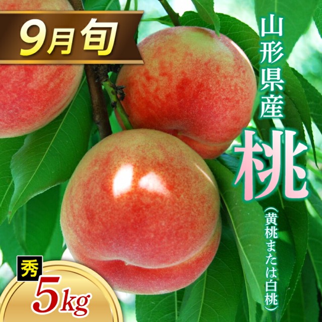 9月旬の桃 白桃または黄桃 秀（楽天ふるさと納税 山形県）