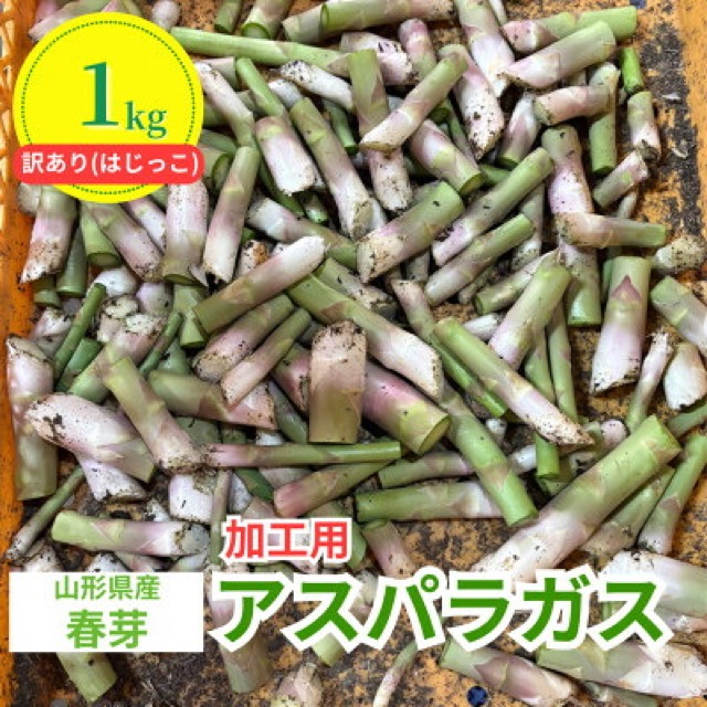訳あり 雪国春アスパラガス(加工用)(楽天ふるさと納税 山形県川西町)