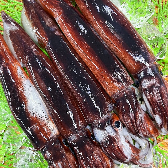 プロトン冷凍 スルメイカ(楽天ふるさと納税 兵庫県新温泉町)