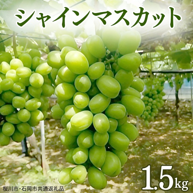 ご自宅用 シャインマスカット（楽天ふるさと納税 茨城県桜川市）