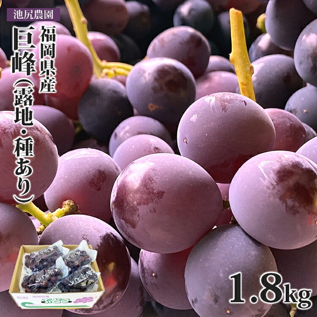 池尻農園 種あり巨峰(露地・1.8kg)(楽天ふるさと納税 福岡県)