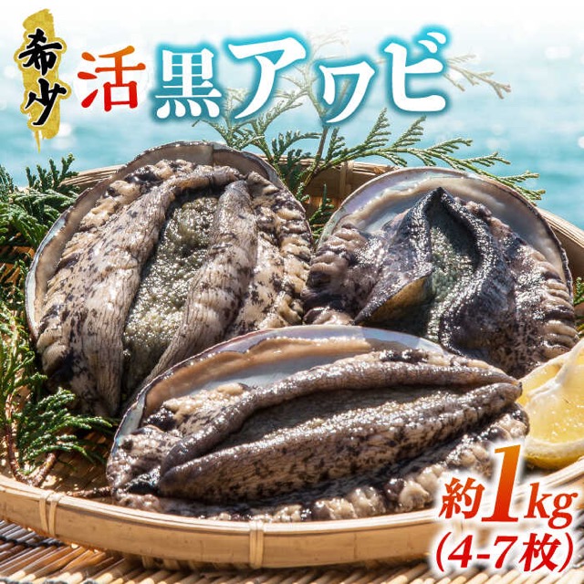活アワビ 黒アワビ(楽天ふるさと納税 長崎県壱岐市)