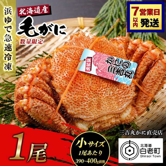 北海道産 冷凍ボイル毛ガニ（390〜400g前後）1尾（発送月が選べる）（楽天ふるさと納税 北海道白老町）