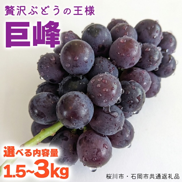 石田ぶどう園 種あり巨峰 3kg(桜川市・石岡市共通返礼品)(楽天ふるさと納税 茨城県桜川市)