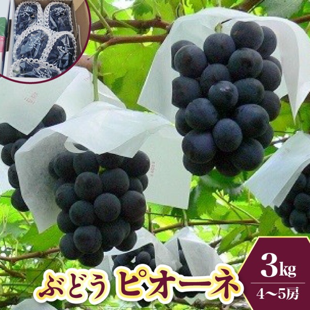 上山市産 ピオーネ（楽天ふるさと納税 山形県上山市）
