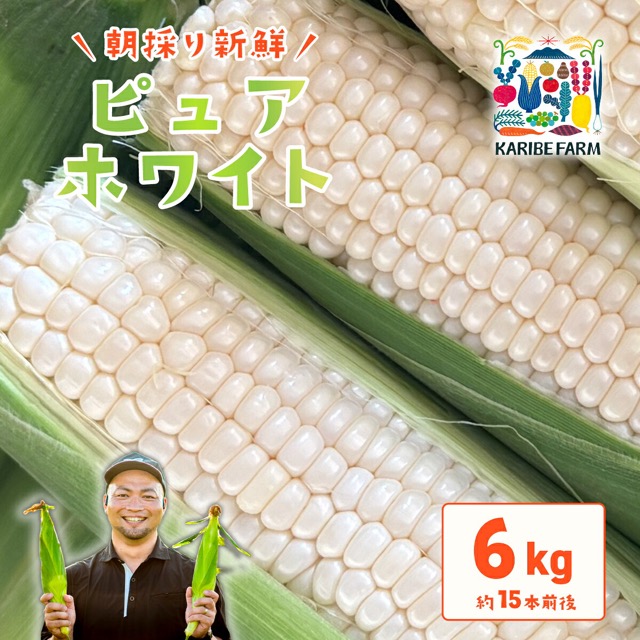 朝採りピュアホワイト(楽天ふるさと納税 茨城県下妻市)