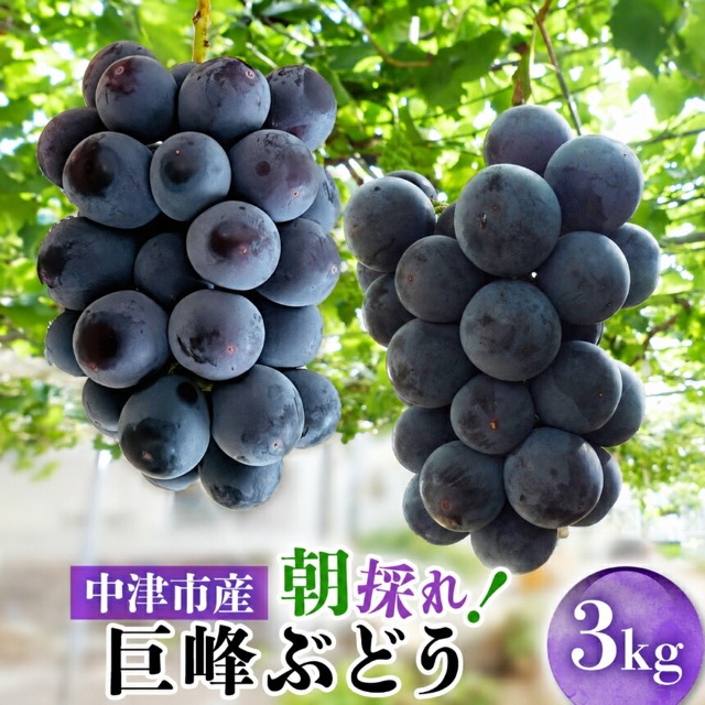 中野観光ぶどう園 種あり巨峰 3kg(楽天ふるさと納税 大分県中津市)