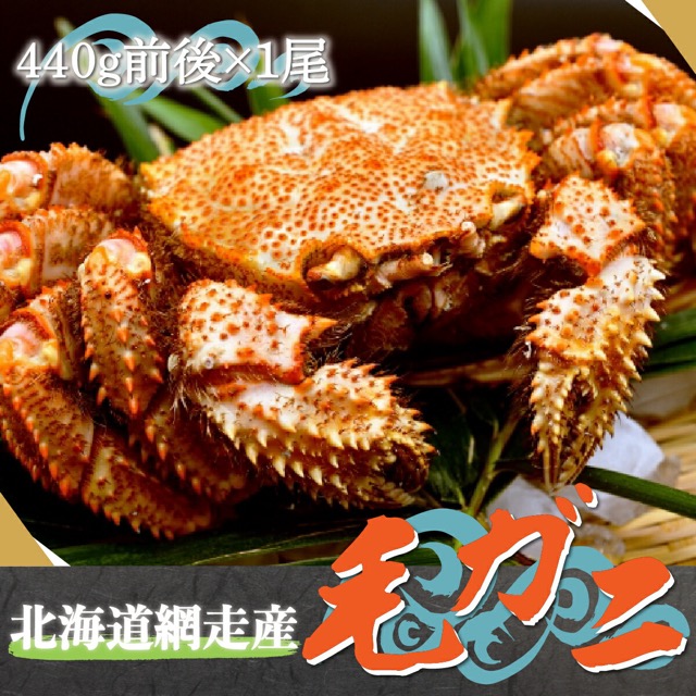 北海道網走産 毛ガニ（440g前後×1尾）（楽天ふるさと納税 北海道網走市）