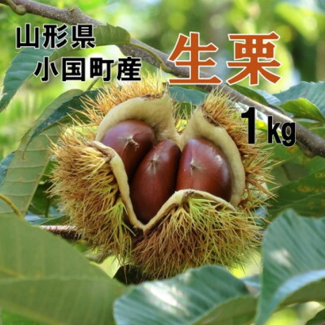 舟山栗園 生栗(楽天ふるさと納税 山形県小国町)