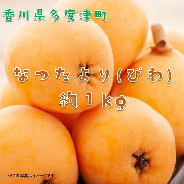 なつたより（びわ）（楽天ふるさと納税 香川県多度津町）