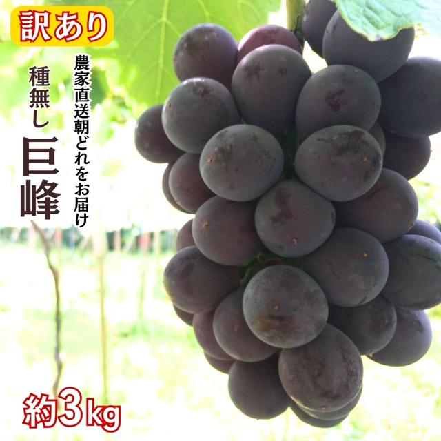 訳アリ 種無し巨峰 約3kg(農家直送)(楽天ふるさと納税 愛知県豊田市)