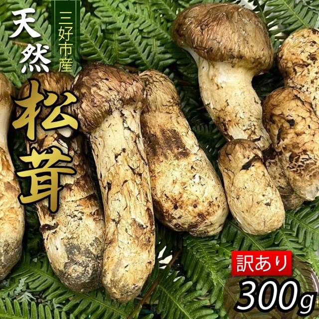 訳あり 天然松茸（楽天ふるさと納税 徳島県三好市）