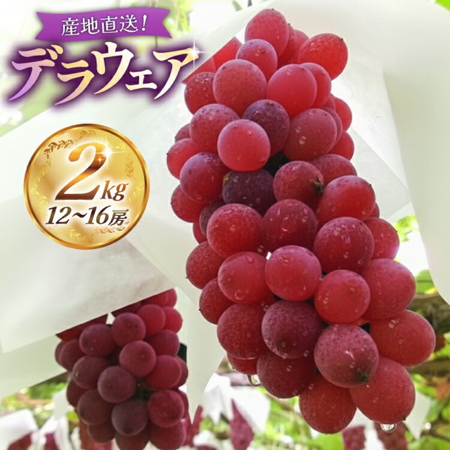 デラウェア 約2kg 齋藤農園(楽天ふるさと納税 山形県高畠町)