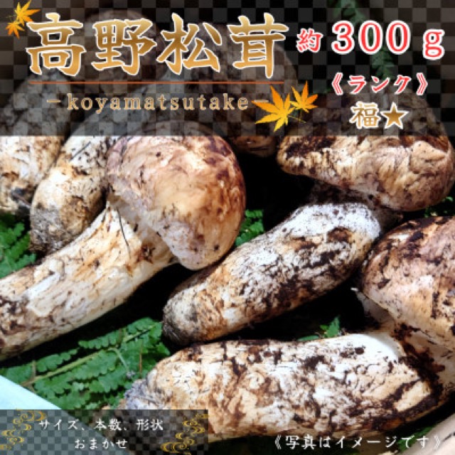 和歌山産 高野松茸 福（楽天ふるさと納税 和歌山県橋本市）