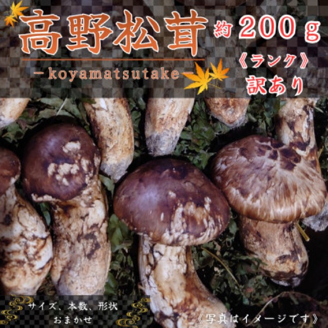 和歌山産 高野松茸 訳あり品詰合せ（楽天ふるさと納税 和歌山県橋本市）