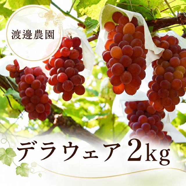 渡邊農園 デラウェア(楽天ふるさと納税 香川県多度津町)