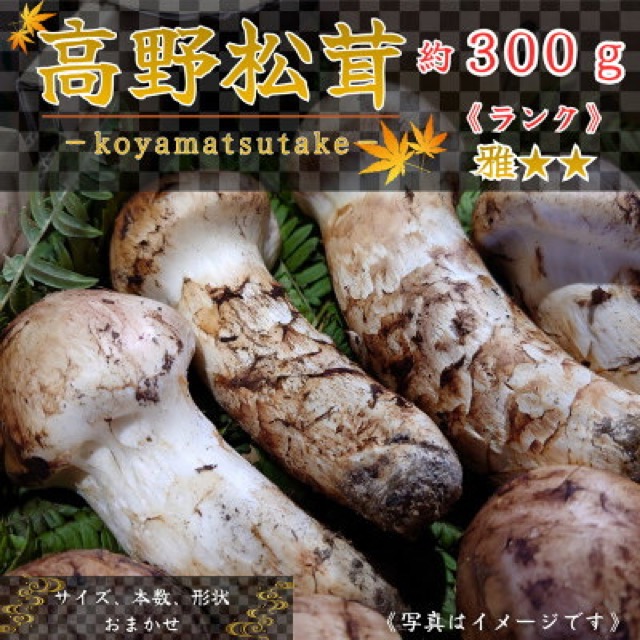 和歌山産 高野松茸 雅（楽天ふるさと納税 和歌山県橋本市）