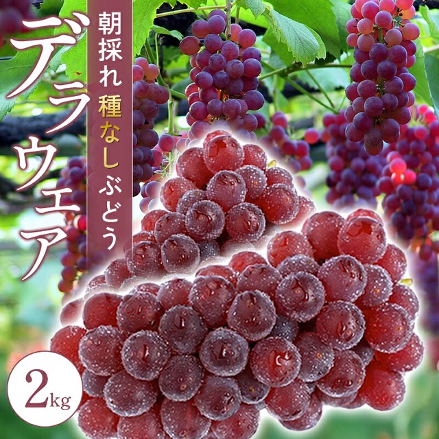 朝採れ 種なしデラウェア(楽天ふるさと納税 島根県益田市)