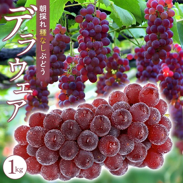 朝採れ デラウェア(楽天ふるさと納税 島根県益田市)