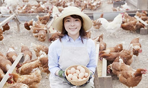 養鶏農家の仕事内容 管理を徹底して鶏にストレスを与えない