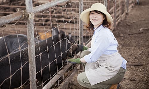 養豚農家はこんな人に向いている 豚を大切にできる人は◎