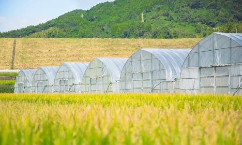 田んぼの前にあるビニールハウス