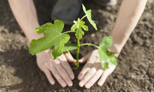 苗を植える農家