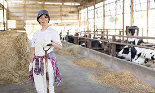 肉牛農家のやりがい・魅力 農業未経験者やアルバイトでも働きやすい