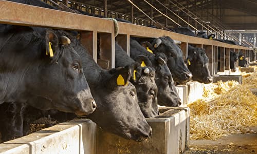 肉牛農家の1日の流れ 牛の管理がメイン