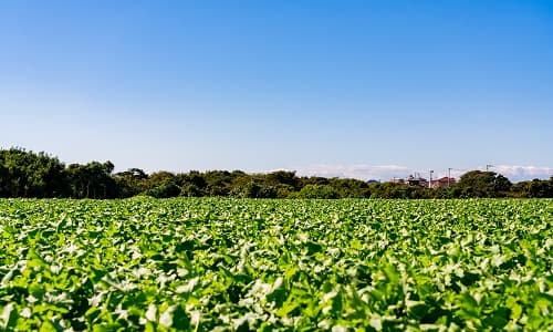 野菜畑