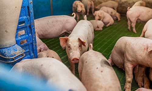 養豚農家の育成スケジュール 繁殖農家と肥育農家で異なる