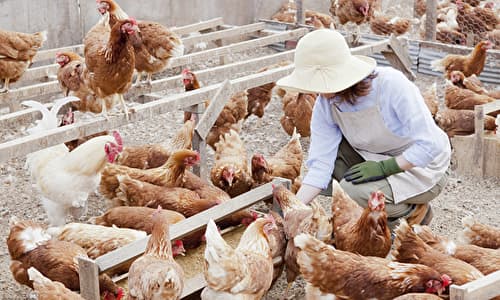 養鶏農家の育成スケジュール 鶏にあわせて年中無休でお仕事