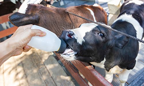 肉牛農家の仕事内容 牛舎管理と牛の状態をチェック