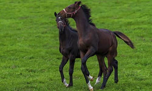 競走馬の育成スケジュール 生産牧場と育成牧場を経てレースデビュー