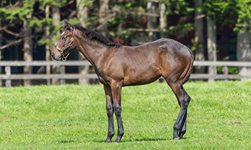 競走馬の生産物例 サラブレッドとして競走馬の生涯をまっとう