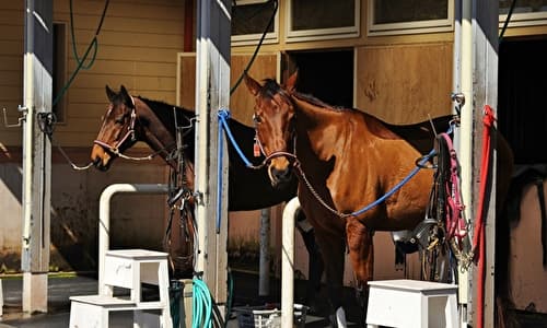 競走馬に携わる牧場の1日の流れ 馬に合わせて朝は6時スタート