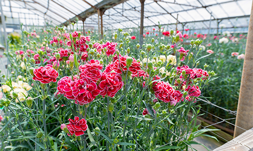 花き農家のやりがい・魅力 植物を通して思い出作りをサポート