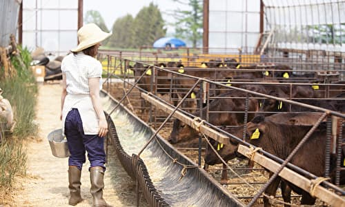 肉牛農家の年間スケジュール 牧草や飼料の管理も重要